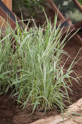 Zdjęcie produktu dla Phalaris arundinacea 'Picta', różnobarwny mozga trzcinowata, doniczka ok. 9x9 cm