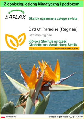 Zdjęcie produktu dla SAFLAX - Garden to go - Bird Of Paradise (Reginae) - 5 Nasiona - Z doniczką, pokrywą klimatyczną i podłożem do uprawy - Strelitzia reginae
