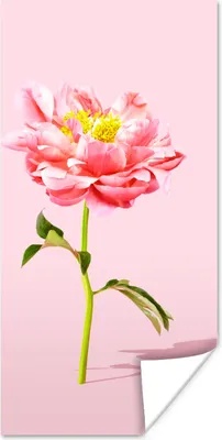 Produktbild von MuchoWow® Poster Rosa Pfingstrose auf einem rosa Hintergrund 20x40 cm - Plakat - Foto