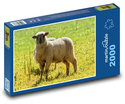 Produktbild von Puzzle 2000 Schafe auf grüner Wiese - martinpuzzle