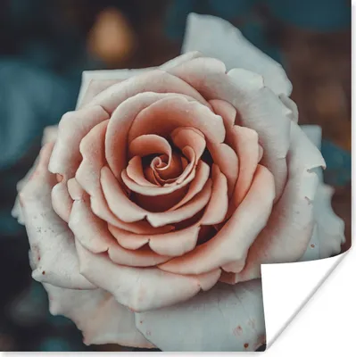 Produktbild von MuchoWow® Poster Blume - Weiß - Rosa 50x50 cm - Wohnzimmerdekoration