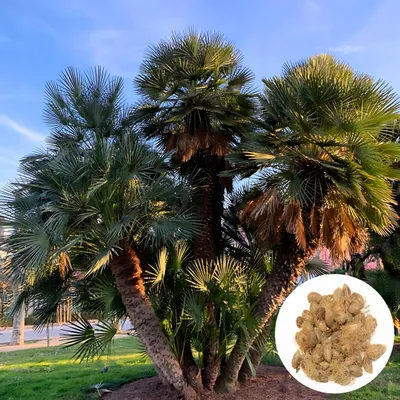 Zdjęcie produktu dla Nasiona palm - zestaw 50 sztuk - Mrozoodporna - Chamaerops Humilis - Karłatka niska