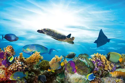 Produktbild von Fototapete - Fish 375x250cm - Vliestapete