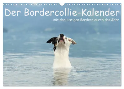 Produktbild von Der Bordercollie-Kalender (Wandkalender 2027 DIN A3 quer), CALVENDO Monatskalender