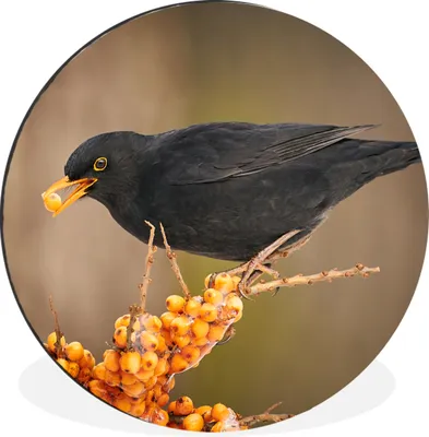 Produktbild von MuchoWow® Aluminium Wandkreis Vogel - Amsel - Winter - Eis - Beere Ø 60 cm Wanddeko Modern Wohnzimmer - Wand Kreis - Wandbild - Schlafzimmer - Aluminium Bild - Kinderzimmer - Wohnzimmer Dekoration - Wandschmuck