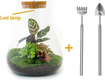 Immagine prodotto di Terrario fai da te - Sam Calathea con luce - ↕ 30 cm