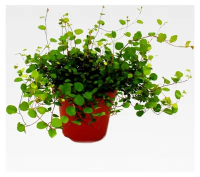 Produktbild von Zimmerpflanze - Mühlenbeckia complexa - Kiwi-Knöterich - 12 cm Topf