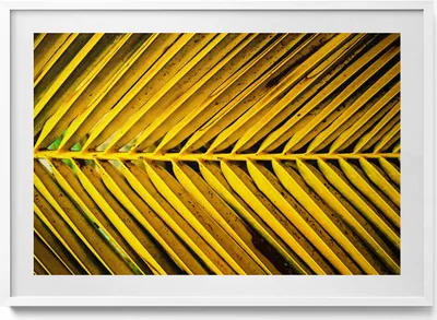 Produktbild von Goldene Blätter einer Pflanze– Wandbild mit Rahmen – Gerahmtes Bild  – Wanddekoration – 100x70 cm –  Weiß Rahmen