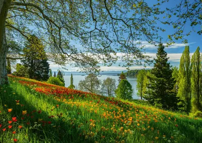 Produktbild von Schmidt Spiele Frühlingsallee zur Tulpenblüte, 1000 Stück(e), Flora