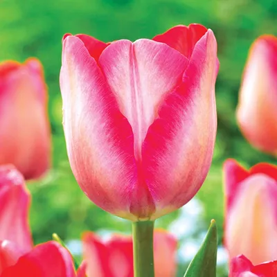 Zdjęcie produktu dla Tulipan Triumph Pink Sound 5 szt. Tulipany Cebulki Tulipanów Cebule