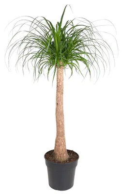 Image de Beaucarnea Stam - 130 Cm - Ø32