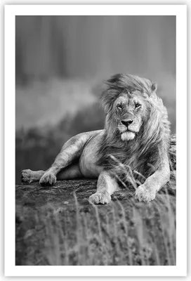 Produktbild von Poster - Poster ohne Rahmen - Löwe Tier Natur - 61x91,5 cm - Wand Bild - Wanddeko - Wandbilder - Kunstposter - Wandposter - Bilder - Kunstdruck - Wanddekoration - Wandbild - P2XPA61x91-3931