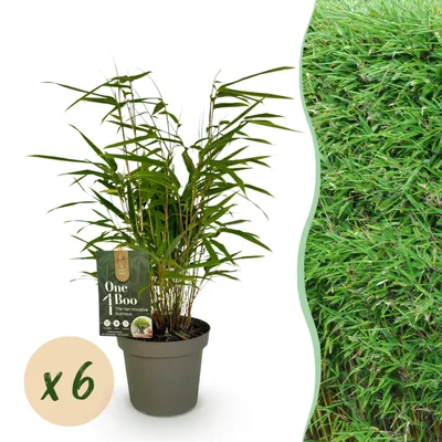 Produktbild von Bambus - Fargesia Rufa - Immergrün - Nicht-invasiv - Grün - 6 Pflanzen - 25-35cm - Ø14cm - Gartenpflanze