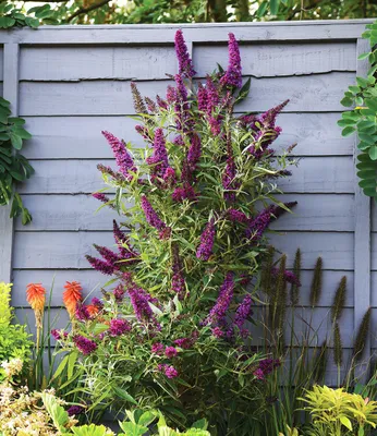 Produktbild von BALDUR Garten Buddleia Straight UP - Butterfly Tower, 1 Pflanze, Sommerflieder, winterhart, blühend, Schnittblume, Buddleja Hybride, Lange und aufrechte Blütenrispen, benötigt wenig Platz