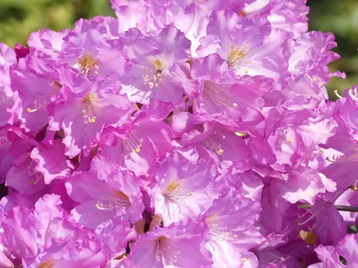 Produktbild von Rhododendron smirnowii Hybride Lobeke - Großblumige Rhododendron - 40-50cm