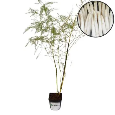 Image de Asperge blanche 'Vitalim' (Asparagus officinalis), pot de 2 litres