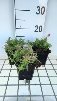 Image de 6 x Phlox (s) 'Scarlet Flame' - Flammenblume - Topf 9 x 9 cm
