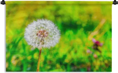 Produktbild von MuchoWow® Wandteppich Wandbehang Löwenzahn - Gras - Blume 150x100 cm Tapisserie Dekoration Wandtuch - Waschbar - Tapisserien - Wand-Decke