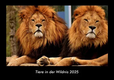 Produktbild von Tiere in der Wildnis 2025 Fotokalender DIN A3