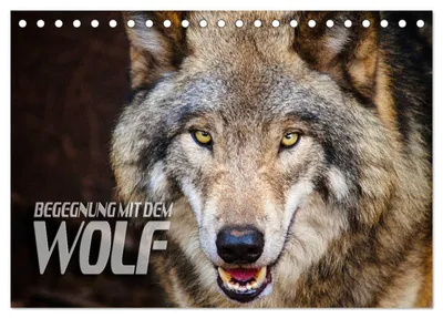 Produktbild von Begegnung mit dem Wolf (Tischkalender 2027 DIN A5 quer), CALVENDO Monatskalender