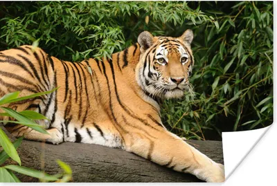 Produktbild von MuchoWow® Poster Tiger - Baum - Blätter 60x40 cm - Schlafzimmerdekoration