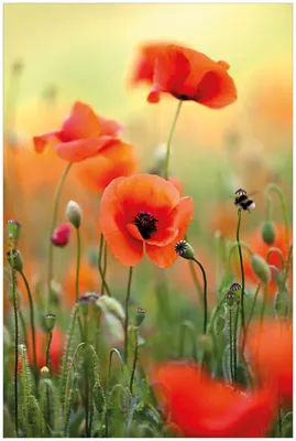 Produktbild von Wallario Premium Glasbild, freischwebende Optik, kräftige Farben, Größe 90 x 60 cm Motiv Mohnblumenblüten