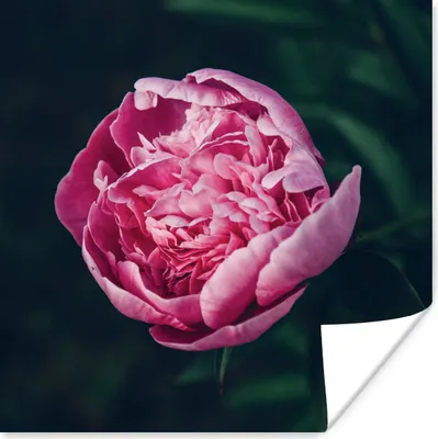 Produktbild von MuchoWow® Poster Blumen - Rosa - Rosen 100x100 cm - Babyzimmer