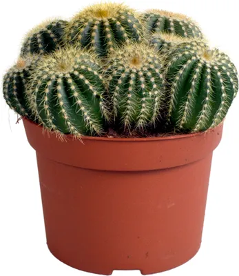 Produktbild von Eriocactus Warasii 12Cm