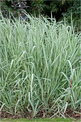 Produktbild von Stauden Gänge 10 x Phalaris arundinacea 'Feesey' im 1 Liter Topf - Eleganz in zarten Grün- und Weißtönen - Winterhart - Mehrjährig