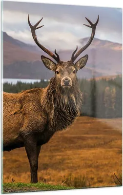 Produktbild von Bilder auf glas - Einteilig - Rehe Wiese Berge - 50x70cm - Glasbilder - Wandbilder - Bilder - zum Aufhängen bereit - Wanddekoration aus Glas - Glas Bilder - Wandbild auf Glas - GPA50x70-4231