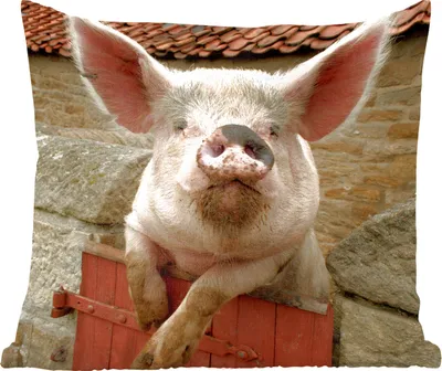 Produktbild von MuchoWow® Zierkissen Sofakissen Wohnzimmer Dekokissen 40x40 cm Schwein - Rosa - Tier - Foto Kissen - Schlafzimmer Dekoration