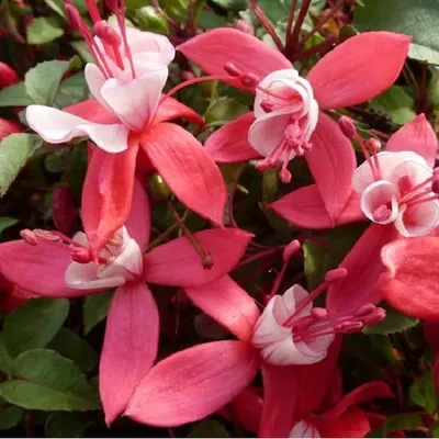 Produktbild von 6 x Fuchsie - Fuchsia 'Madame Cornelissen' | Topf 9cm x 9cm