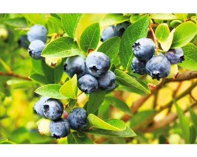 Obrázek produktu pro BorůvkaFloraSelfVaccinium corymbosum 'Goldtraube' cca 40 cm květináč 3 l