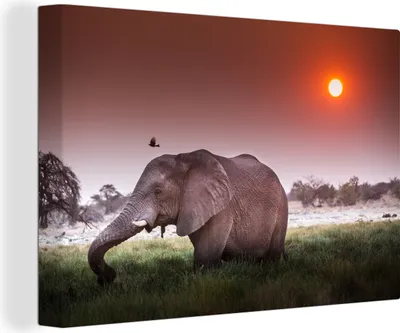 Produktbild von OneMillionCanvasses® - Leinwandbilder - 150x100 cm, Weidender Elefant, Wandbilder Kunstdruck Wanddekoration