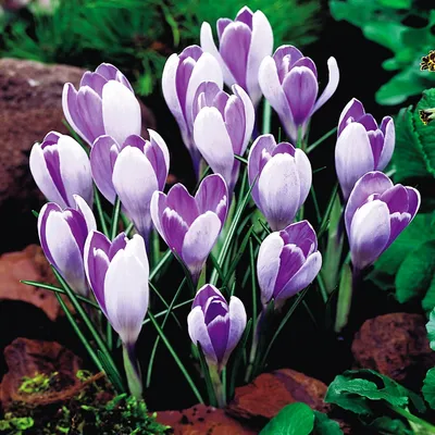 Produktbild von Blumenzwiebeln Blumen Zwiebeln Crocus Frühlingskrokus Vanguard 10 St.