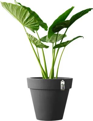 Produktbild von Elho Brussels Rund 18 - Blumentopf - Anthrazit - Innen - Ø 18.3 x H 16.8 cm