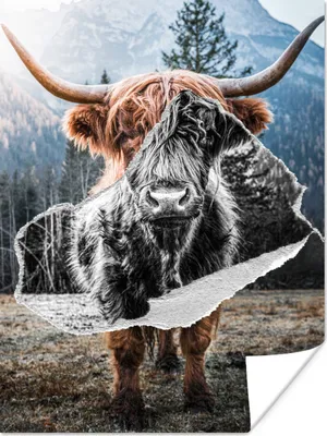 Produktbild von MuchoWow® Poster Schottischer Highlander - Tiere - Schwarz - Weiß 90x120 cm - Wohnzimmer