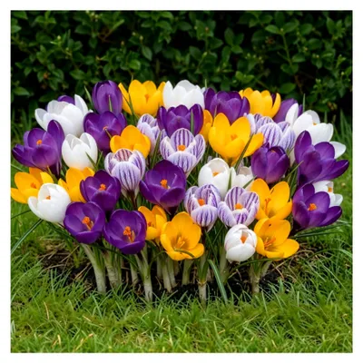 Produktbild von Riesen Krokusse Zwiebeln winterhart und mehrjährig - 50 Blumenzwiebeln - Mix aus 5 Sorten - Echte Pflanzen aus Holland - für Garten, Balkon und Topf