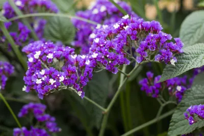 Produktbild von Limonium latifolium, Meerlavendel, blauviolett, ca. 9x9 cm Topf