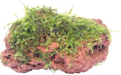 Produktbild von Moosstein - Vesicularia ca. 10 x 7 x 5 cm