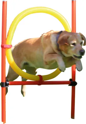 Produktbild von Kerbl Hundespielzeug Agility Komplett-Set 3-teilig, rot/gelb; 80758
