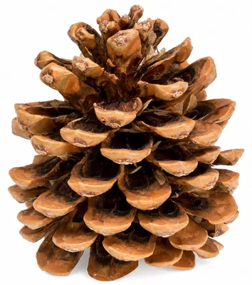 Produktbild von Pinienzapfen 10 Stück 8-12 cm Pinus pinea groß Tannenzapfen Deko Basteln Natur
