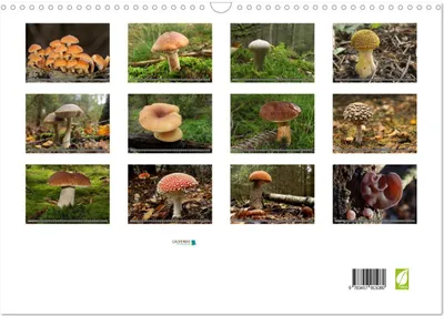 Produktbild von PILZE IM WALD (Wandkalender 2026 DIN A3 quer), CALVENDO Monatskalender