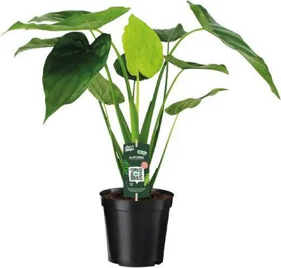 Zdjęcie produktu dla Alocasia Cucullata - ucho slonia - srednica 19cm x wysokosc 55cm - tropikalna