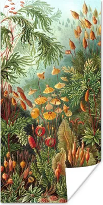 Produktbild von MuchoWow® Poster Natur - Gestaltung - Pilze - Ernst Haeckel 80x160 cm - Kinderzimmer