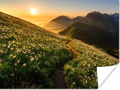 Produktbild von MuchoWow® Poster Blumen - Sonne - Berge 160x120 cm - Foto Plakat