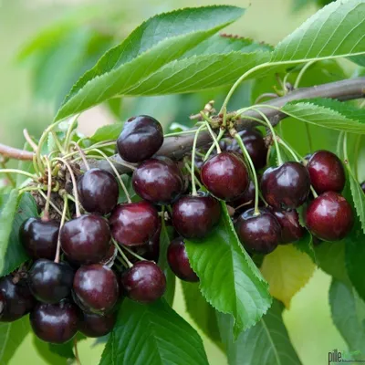 Produktbild von Kirsche Kirschbaum Obstbaum Prunus versch. Sorten und Größen Terrassenobst Busch, Kirsche:Terrasse Stella