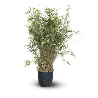 Image de Fargesia rufa - bambou - ↕ 110-120 cm - ⌀ 24 cm - plante d'extérieur, Image générée par une IA