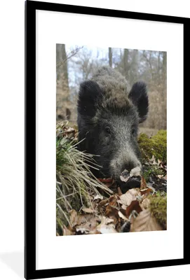 Produktbild von MuchoWow® MuchoWow® Gerahmtes Poster Wildschwein - Wald - Tier 60x90 cm - Poster mit zchwarzem Bilderrahmen - Dekoration - Wandposter Wohnzimmer - Hochwertig