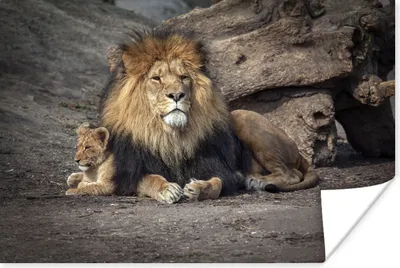 Produktbild von MuchoWow® Poster Tiere - Wild - Farben 120x80 cm - Bilder